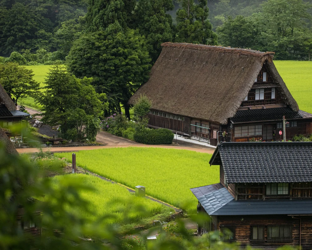 緑に囲まれた昔ながらの日本家屋と田んぼの風景
